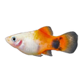 Feeder Platy