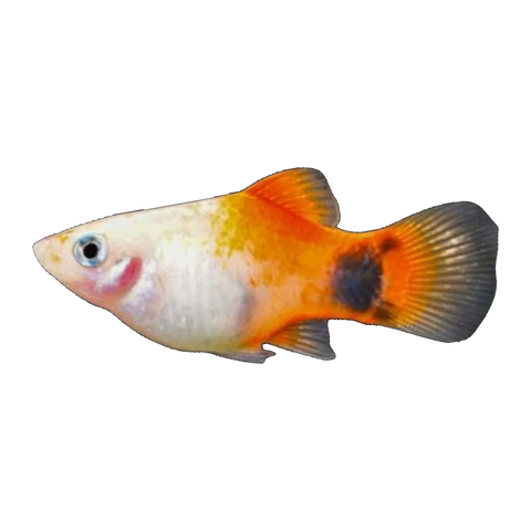 Feeder Platy