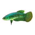 Female Alien Fighting Fish | Betta splendens