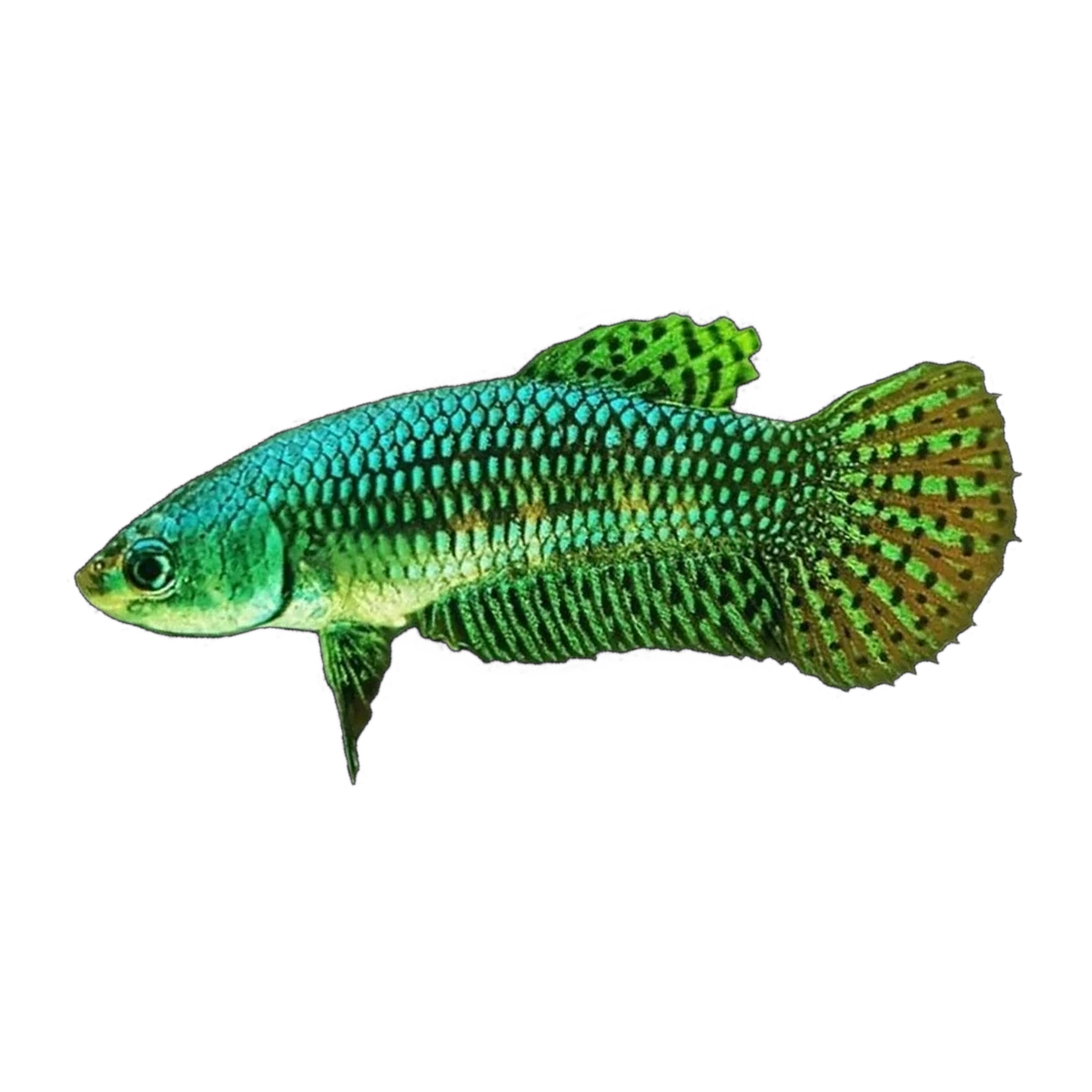 Female Alien Fighting Fish | Betta splendens
