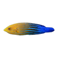Femininus Wrasse | Anampses femininus
