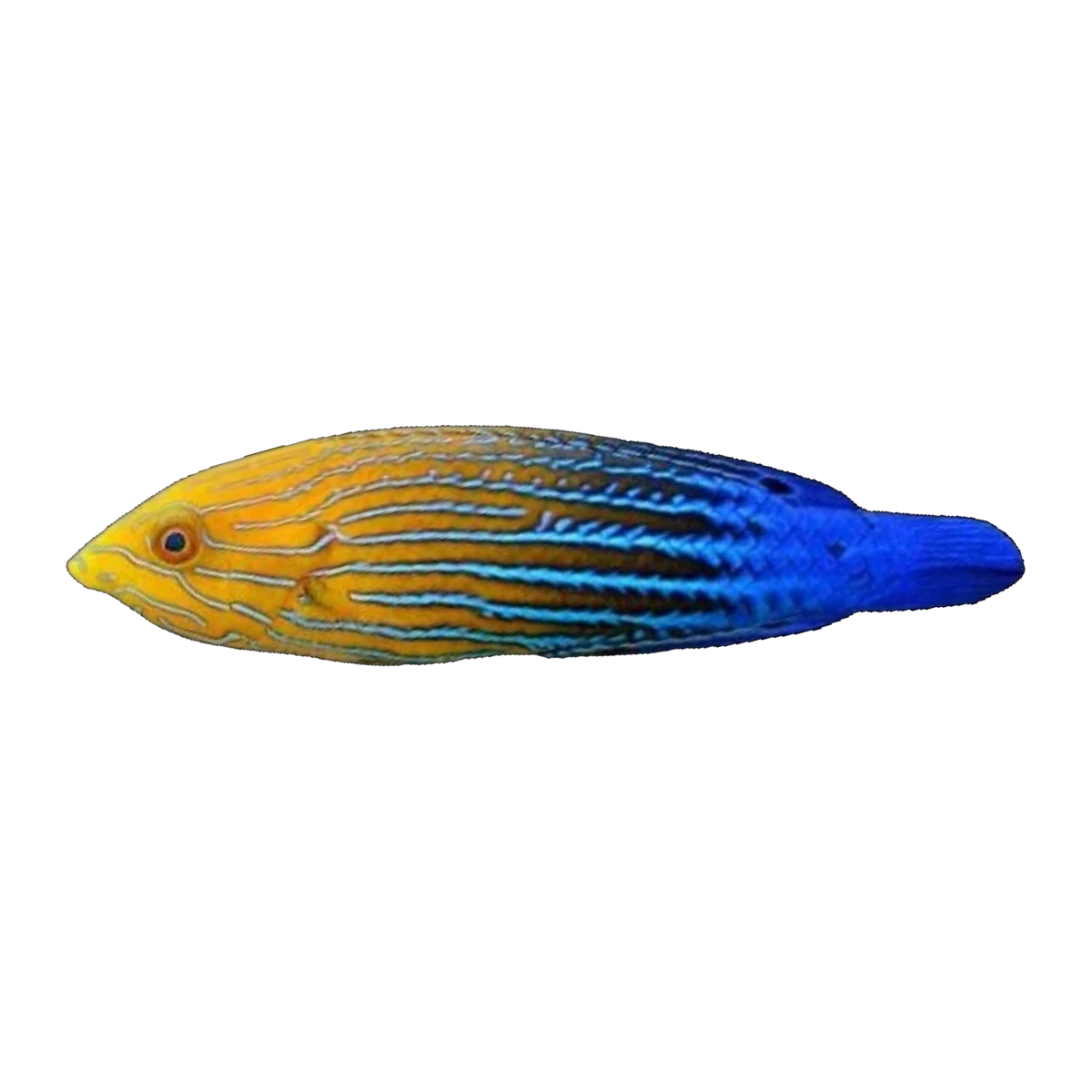 Femininus Wrasse | Anampses femininus