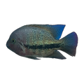 Fenestrata Cichlid (Vieja fenestrata), side profile facing right