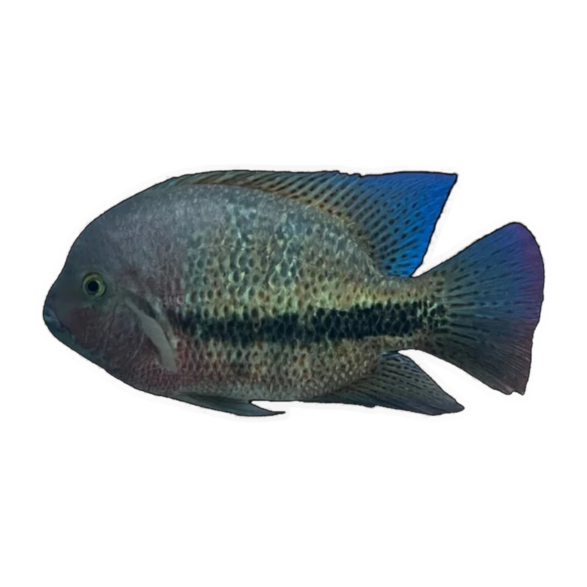 Fenestrata Cichlid (Vieja fenestrata), side profile facing right