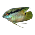 Festivum Cichlid (Mesonauta festivus)