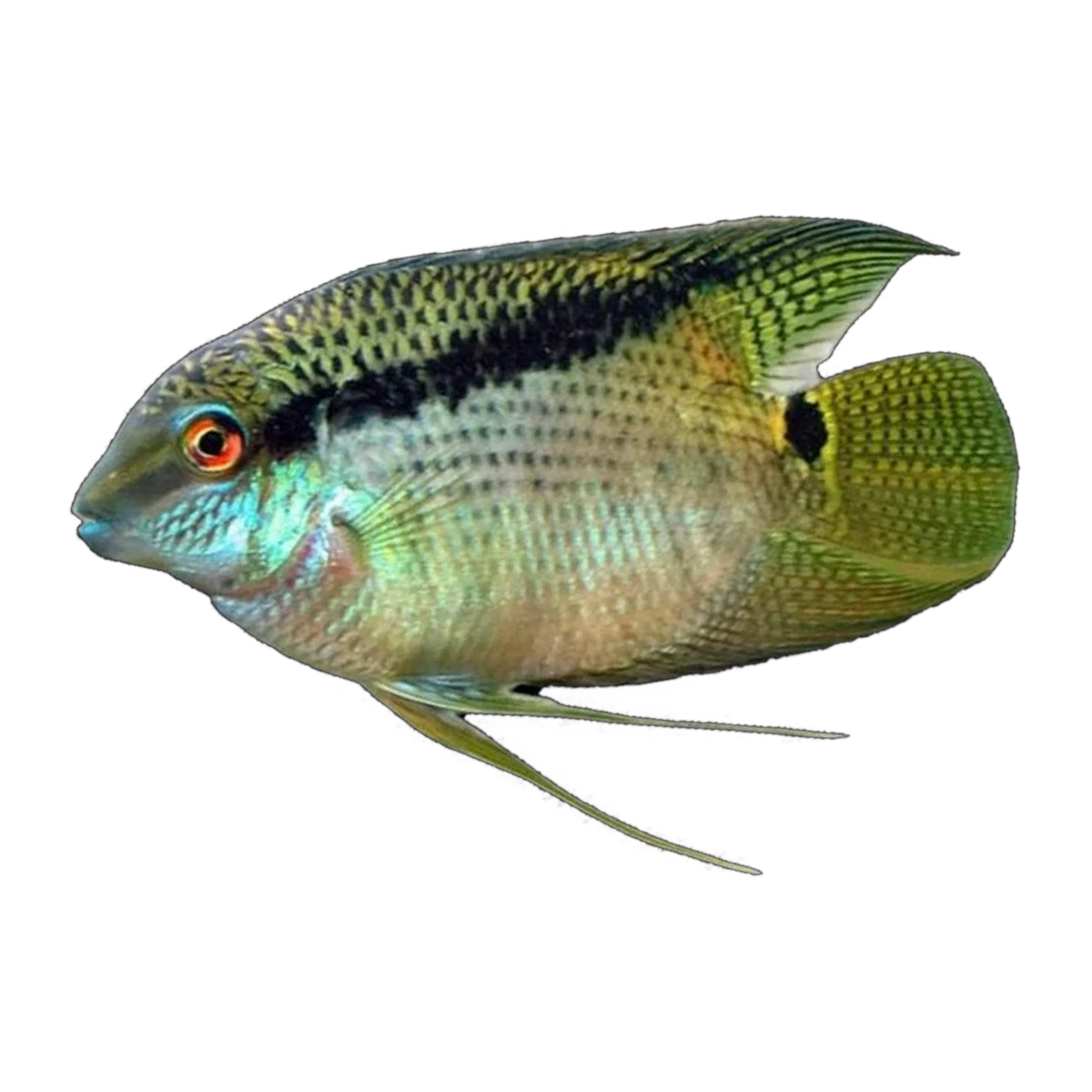 Festivum Cichlid (Mesonauta festivus)