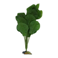 Ficus Lyrata XL 45-50cm