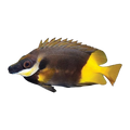 Fijian Fox Face Rabbitfish | Siganus uspi