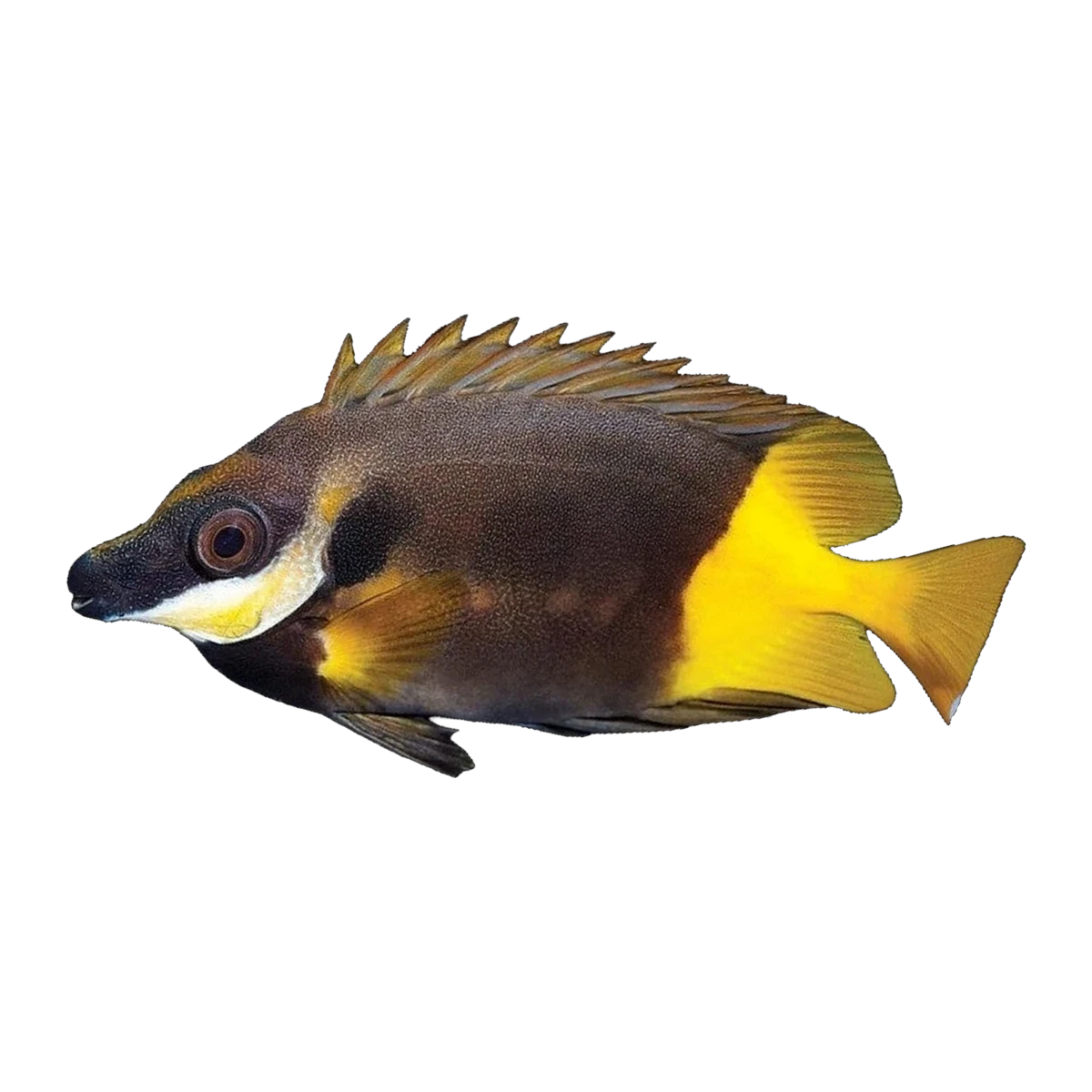 Fijian Fox Face Rabbitfish | Siganus uspi
