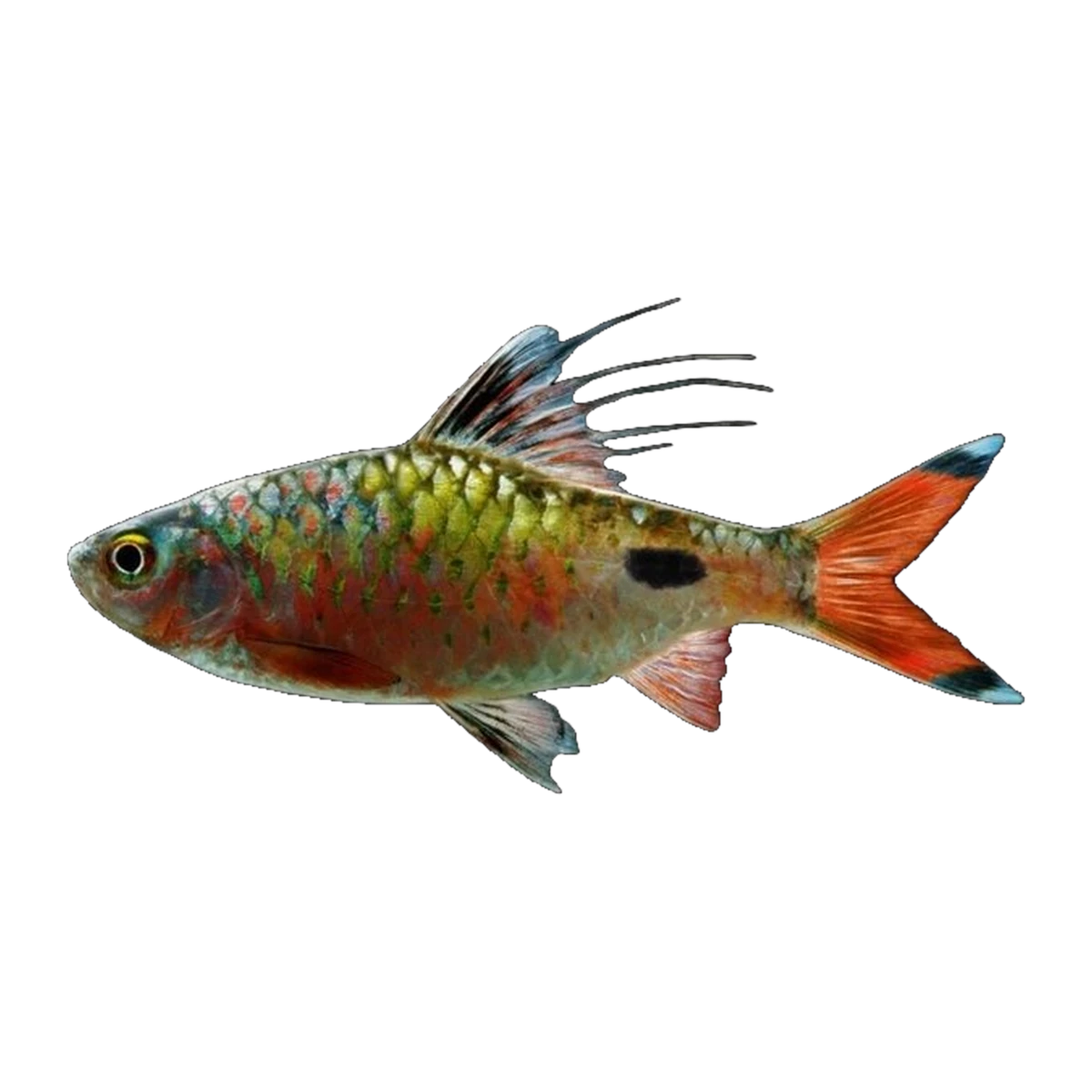 Filament Barb