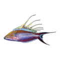 Filamented Flasher Wrasse | Paracheilinus filamentosus