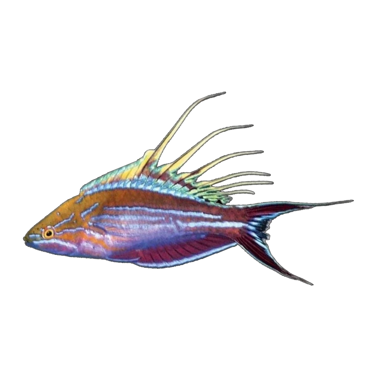 Filamented Flasher Wrasse | Paracheilinus filamentosus