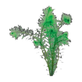 Filigree Milfoil