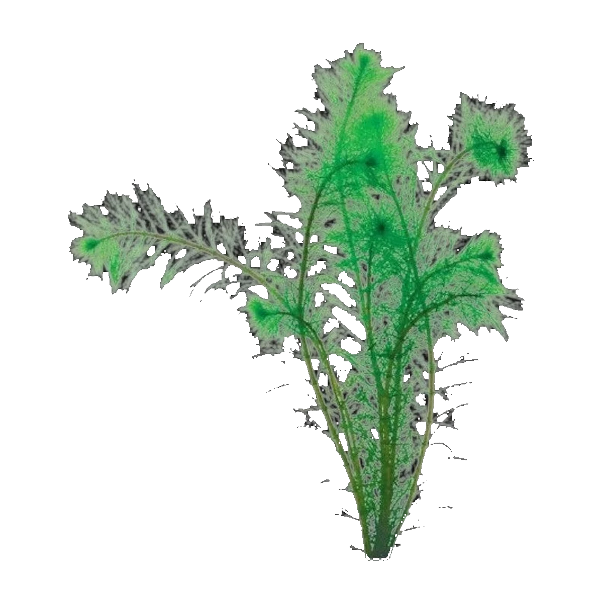Filigree Milfoil