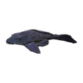 Fine Line Pleco | Pterygoplichthys gibbiceps