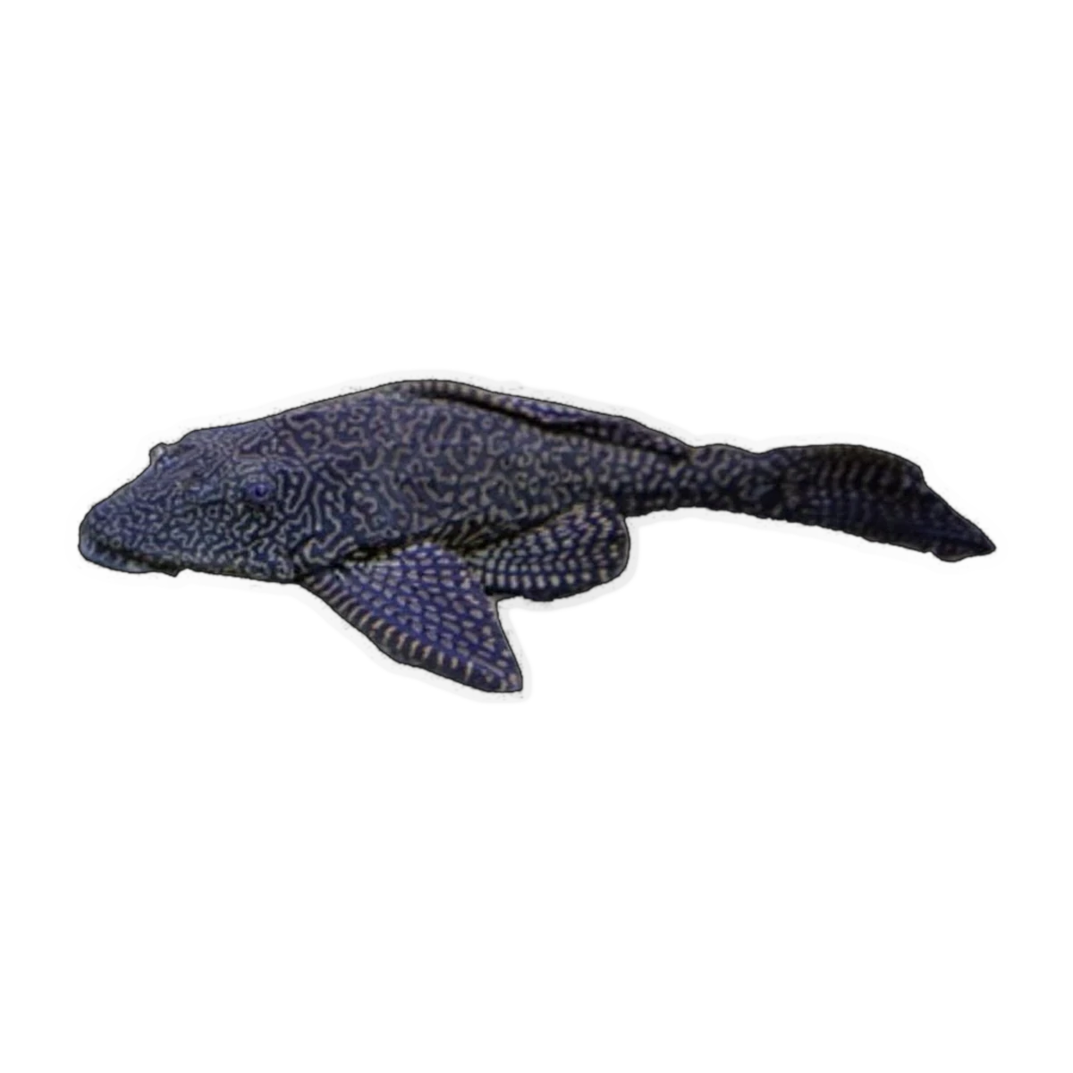 Fine Line Pleco | Pterygoplichthys gibbiceps