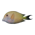 Fine Lined Bristletooth Tang | Ctenochaetus striatus