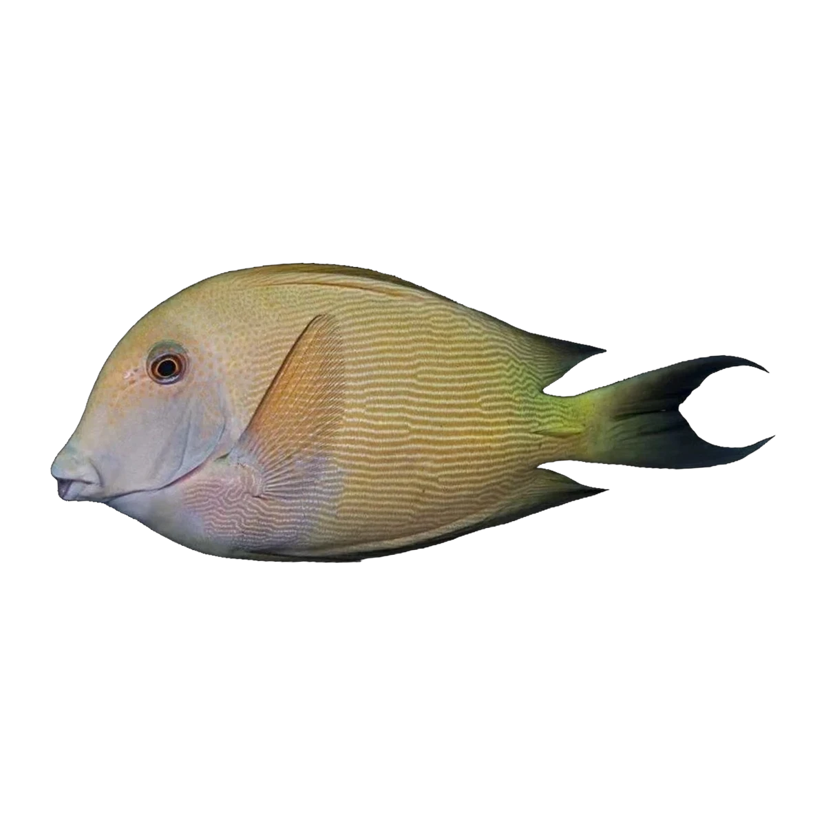 Fine Lined Bristletooth Tang | Ctenochaetus striatus
