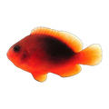 Fire Clownfish | Amphiprion melanopus