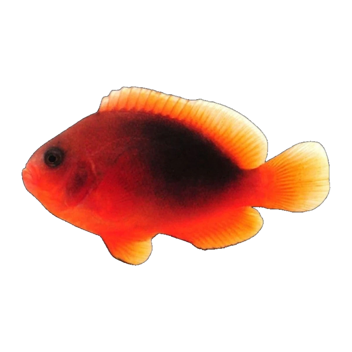 Fire Clownfish | Amphiprion melanopus