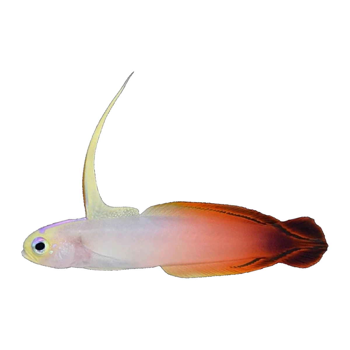 Firefish | Nemateleotris magnifica