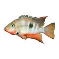 Firemouth Cichlid (Thorichthys meeki)