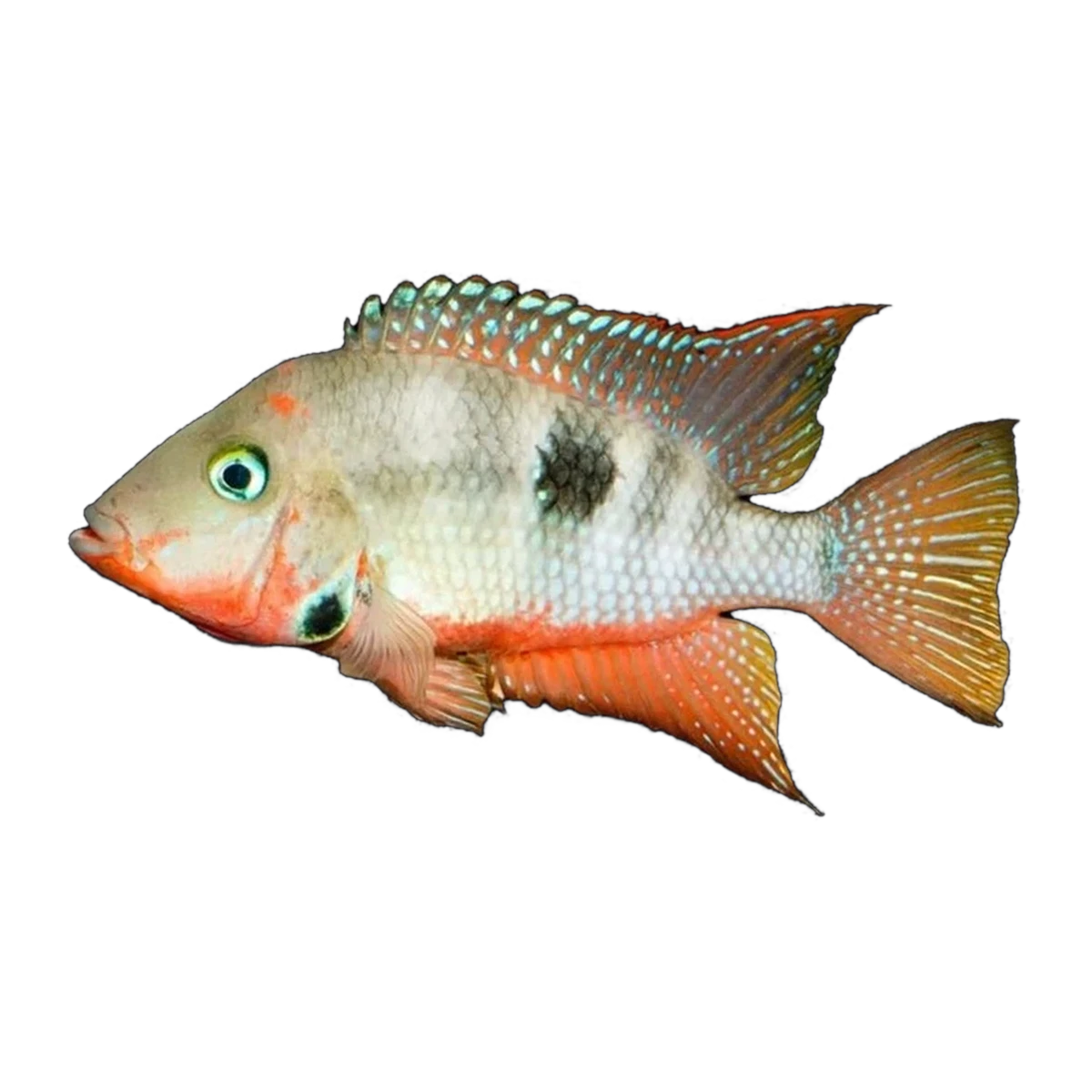 Firemouth Cichlid (Thorichthys meeki)
