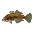 Firetail Gudgeon (Hypseleotris galii), side profile facing right