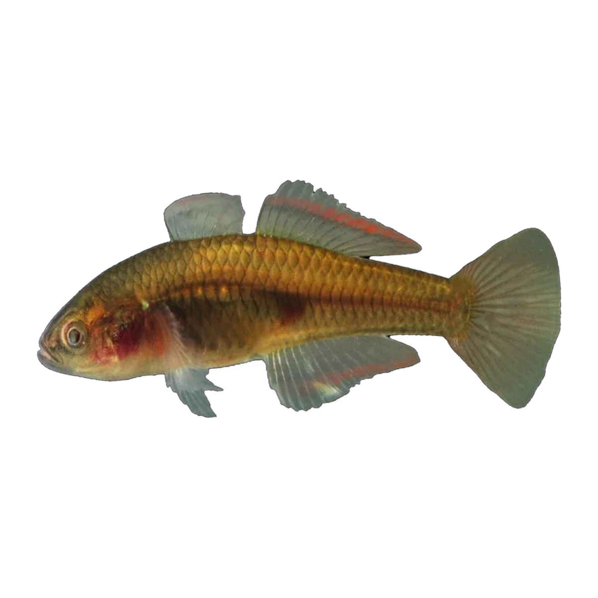 Firetail Gudgeon (Hypseleotris galii), side profile facing right