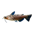 Fisher's Driftwood Catfish | Trachelyopterus fisheri