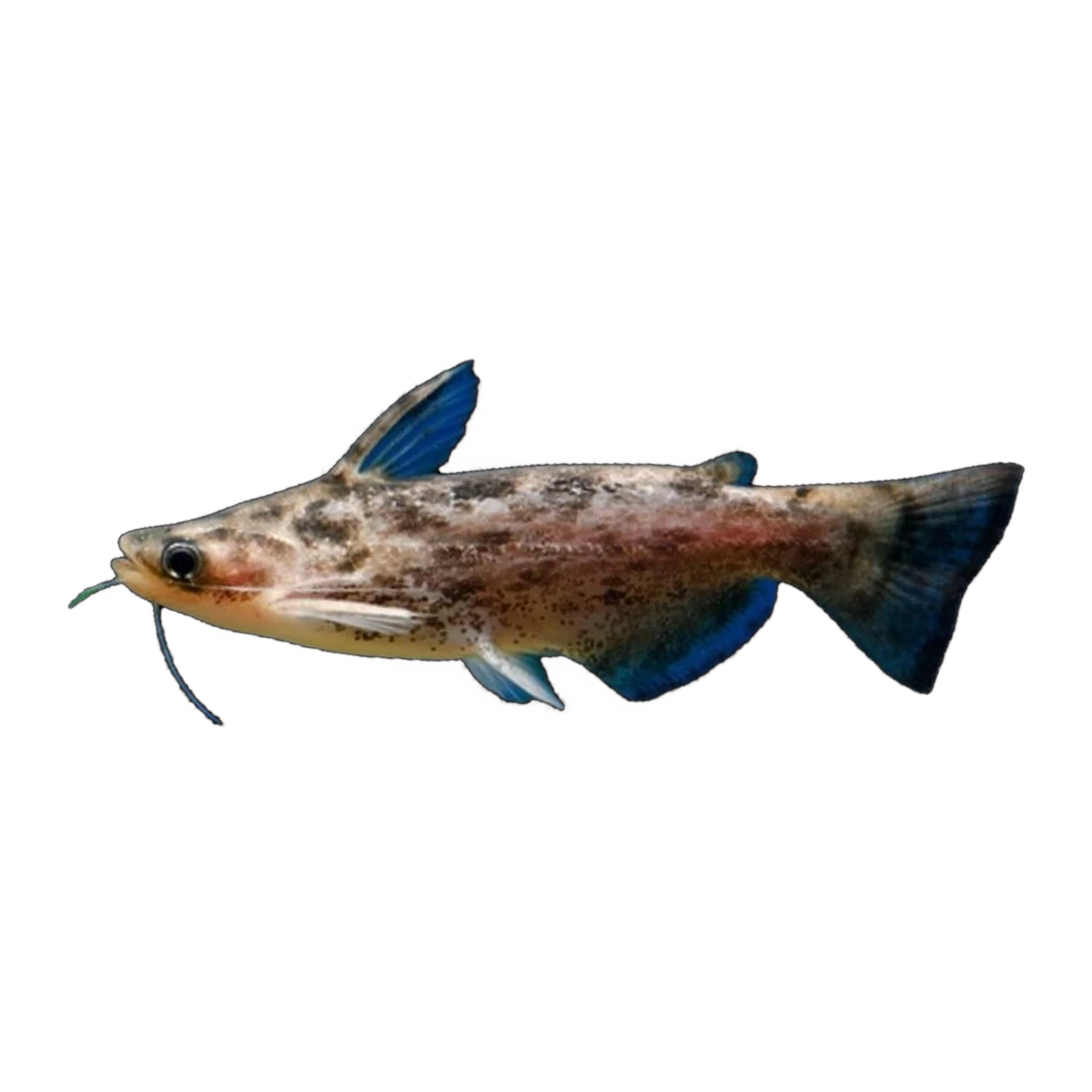 Fisher's Driftwood Catfish | Trachelyopterus fisheri
