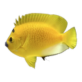 Flagfin Angelfish | Apolemichthys trimaculatus