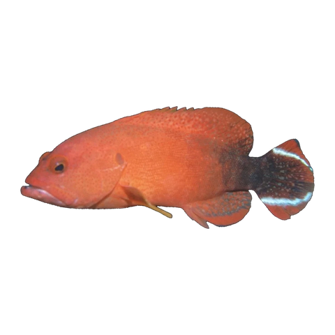 Flagtail Rockcod | Cephalopholis urodeta