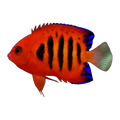 Flame Angelfish | Centropyge loricula