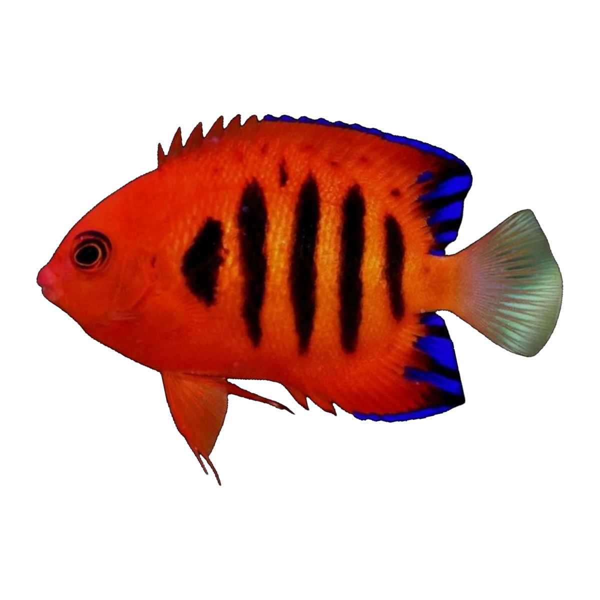 Flame Angelfish | Centropyge loricula