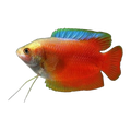 Flame Dwarf Gourami