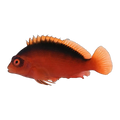 Flame Hawkfish | Neocirrhites armatus