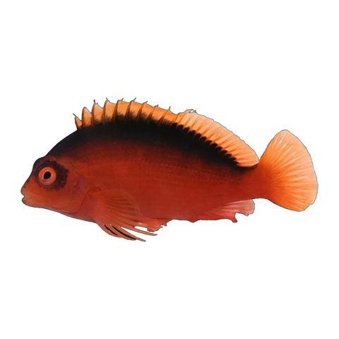 Flame Hawkfish | Neocirrhites armatus
