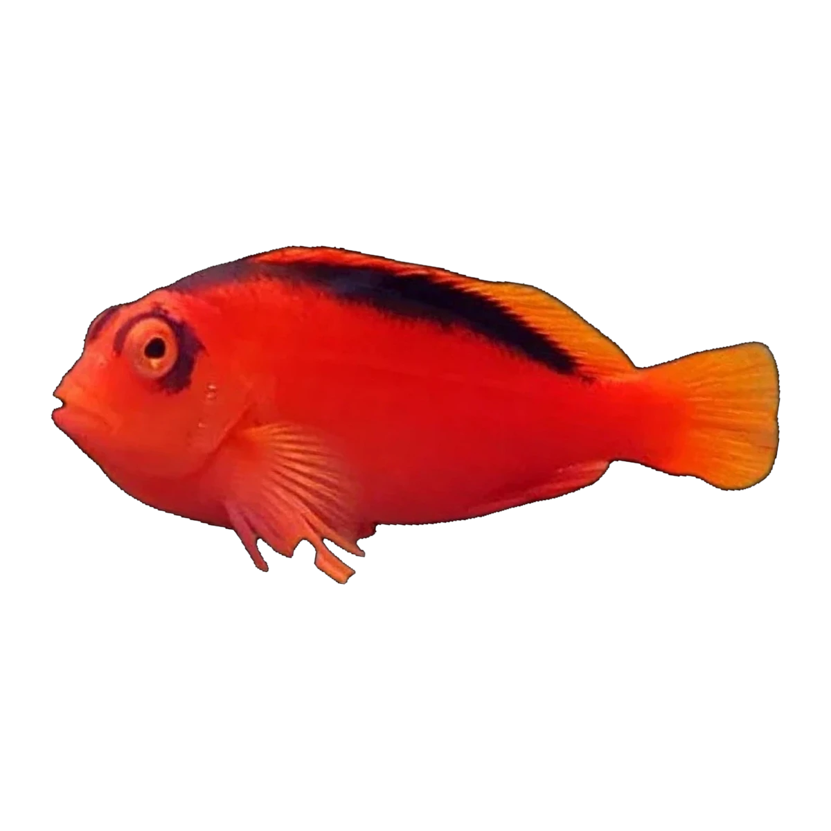 Flame Hawkfish | Neocirrhites armatus