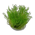 Flame Moss
