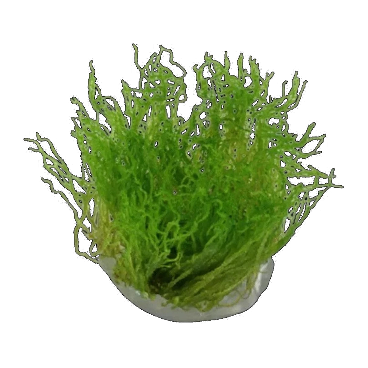 Flame Moss