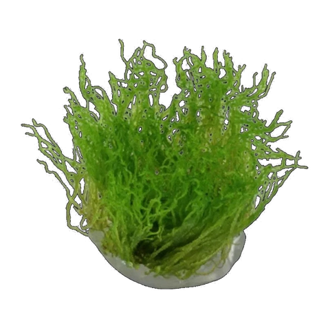 Flame Moss