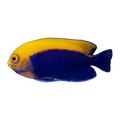 Flameback Angelfish | Centropyge acanthops