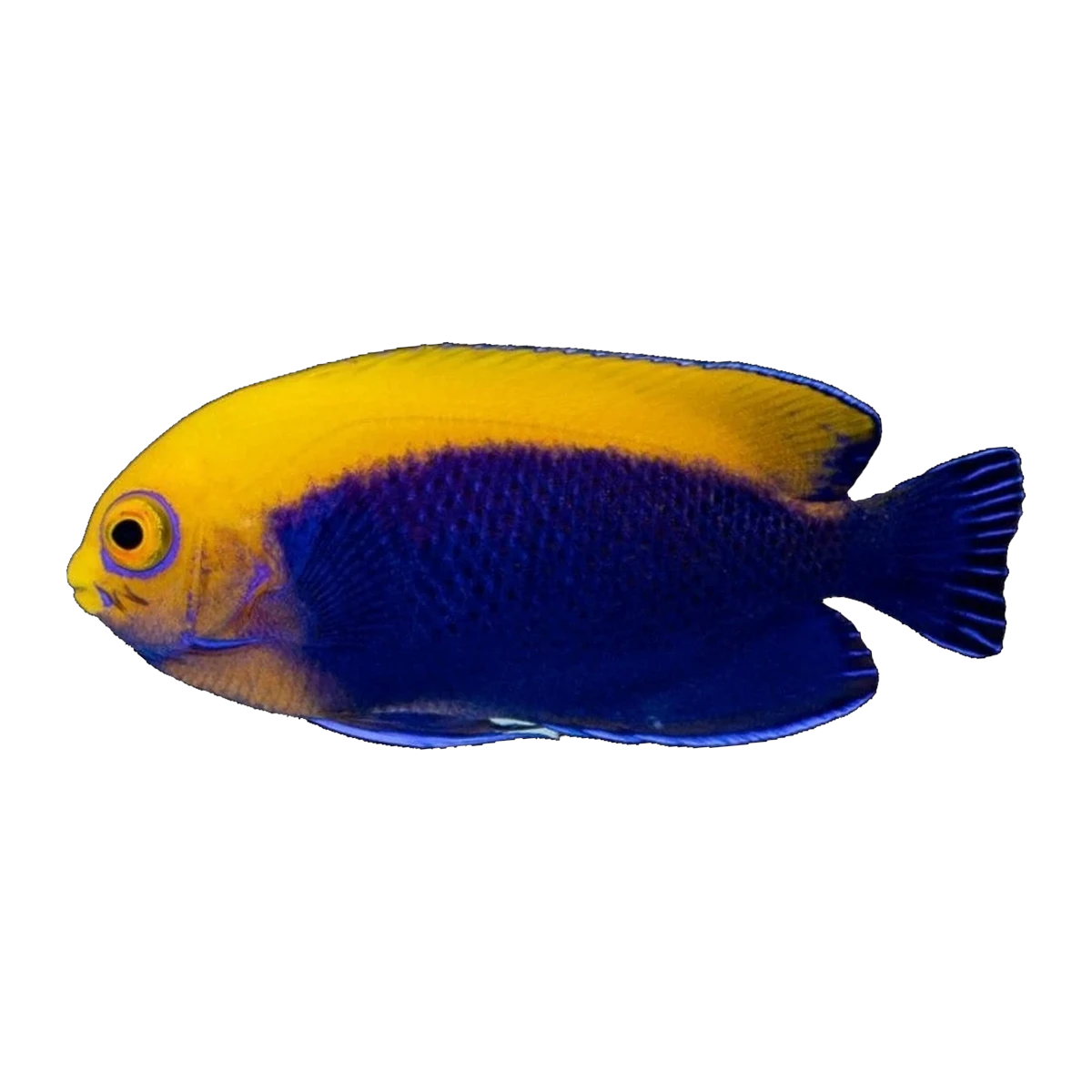 Flameback Angelfish | Centropyge acanthops