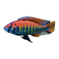 Flameback Cichlid (Aulonocara sp. 'Flameback'), side profile facing right