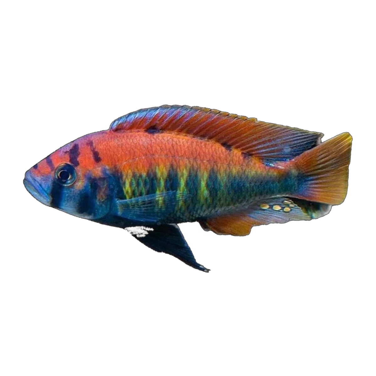 Flameback Cichlid (Aulonocara sp. 'Flameback'), side profile facing right