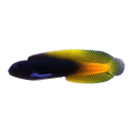 Flametail Blenny | Enchelyurus flavipes