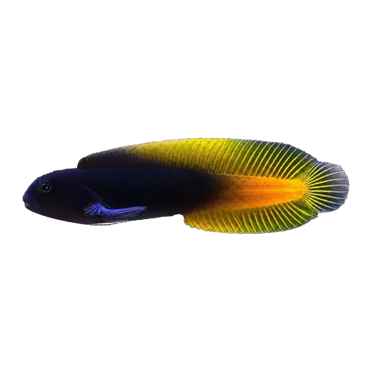 Flametail Blenny | Enchelyurus flavipes
