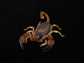 Large Flinders Scorpion Male | Urodacus elongatus