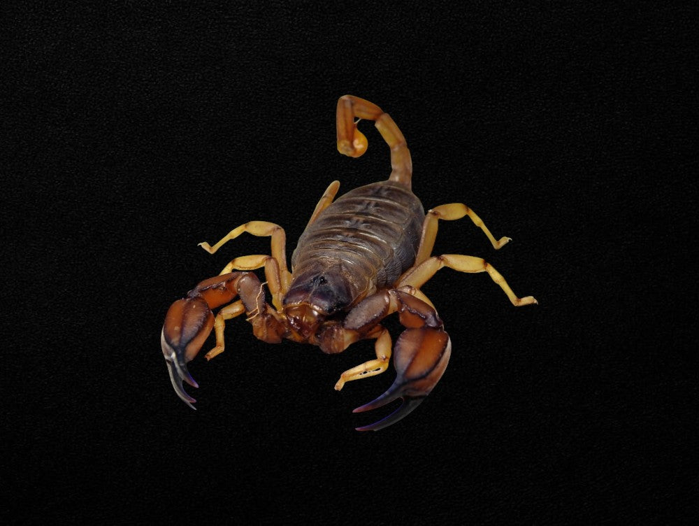 Large Flinders Scorpion Male | Urodacus elongatus